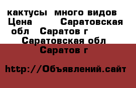 кактусы, много видов › Цена ­ 70 - Саратовская обл., Саратов г.  »    . Саратовская обл.,Саратов г.